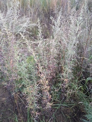 Artemisia umbrosa