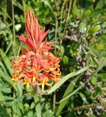 Dichromanthus cinnabarinus