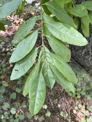 Oxydendrum arboreum