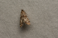 Petrophila confusalis