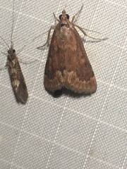 Hypsopygia intermedialis