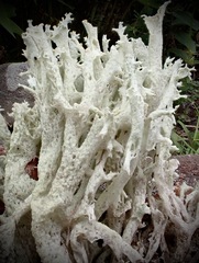 Cladonia boryi