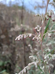 Artemisia umbrosa