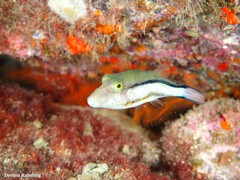 Canthigaster capistrata