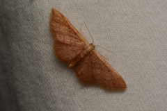 Idaea demissaria