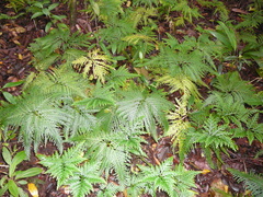 Selaginella delicatula