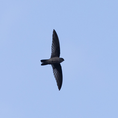 Aerodramus elaphrus