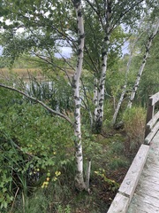 Betula papyrifera