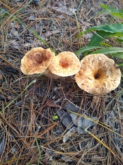 Turbinellus floccosus