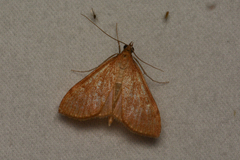 Saucrobotys futilalis