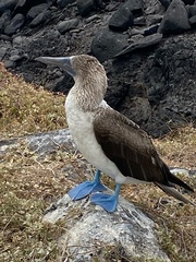 Sula nebouxii excisa