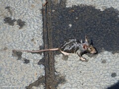 Rattus rattus