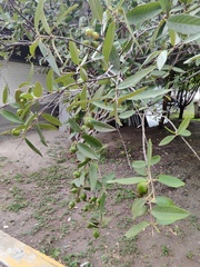 Psidium guajava