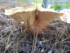 Turbinellus floccosus