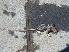 Rattus rattus