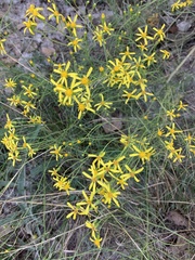Senecio spartioides