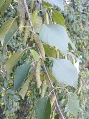 Betula