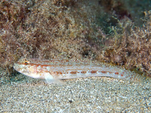 Steven's Goby