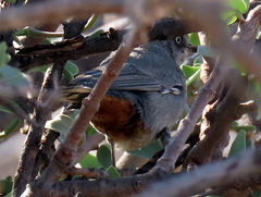 Curruca subcoerulea cinerascens