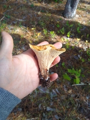 Turbinellus floccosus