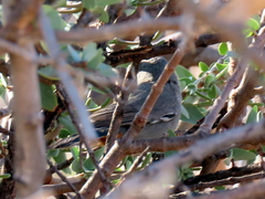 Curruca subcoerulea cinerascens