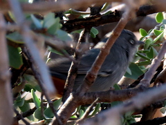 Curruca subcoerulea cinerascens