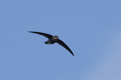 Aerodramus elaphrus