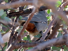Curruca subcoerulea cinerascens