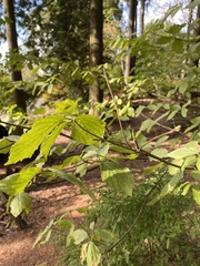 Cornus nuttallii