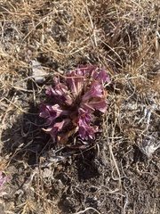 Aphyllon californicum