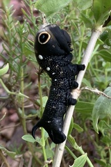 Xylophanes falco