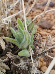 Nepeta teydea image