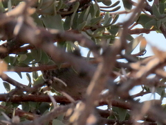 Curruca subcoerulea cinerascens