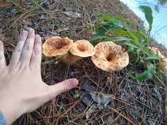 Turbinellus floccosus