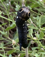 Xylophanes falco
