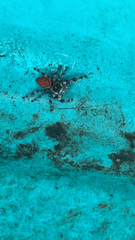 Phidippus adumbratus