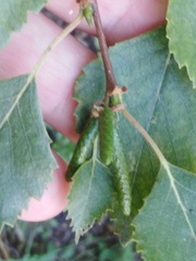 Betula