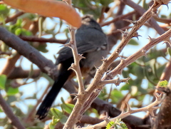 Curruca subcoerulea cinerascens