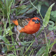 Foudia madagascariensis