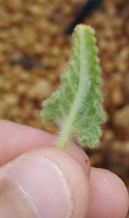 Nepeta teydea image