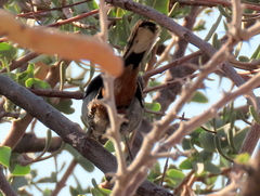Curruca subcoerulea cinerascens