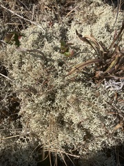 Cladonia portentosa