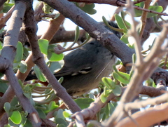Curruca subcoerulea cinerascens
