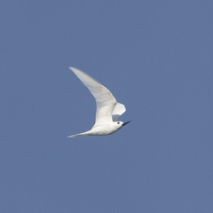 Gygis alba