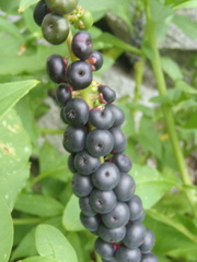 Phytolacca icosandra