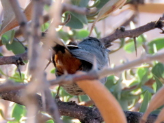 Curruca subcoerulea cinerascens