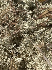 Cladonia portentosa