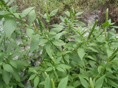 Phytolacca icosandra