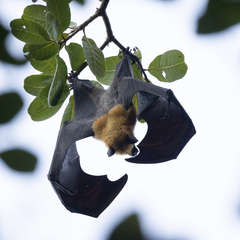 Pteropus seychellensis seychellensis