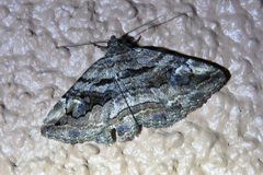 Zaleops umbrina